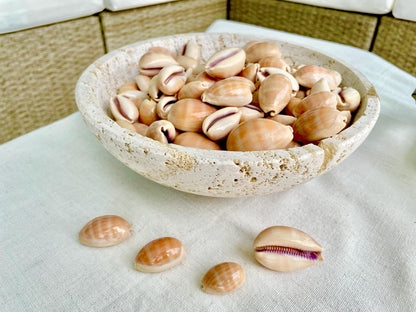 Polished Cowrie Shells 3/4"-2", Spotted Seashells for Crafts Jewelry