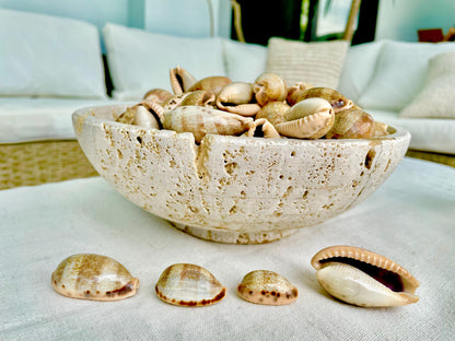 All Types COWRIE Cowry Shells Polished Shiny Spotted Lines 3/4" to 2" Seashells Crafts Jewelry Erosa Lynx Carneola Caurica Tan Beige Brown