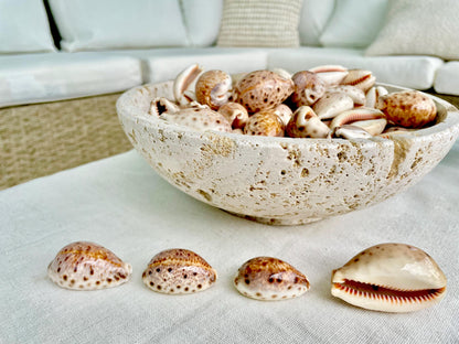 All Types COWRIE Cowry Shells Polished Shiny Spotted Lines 3/4" to 2" Seashells Crafts Jewelry Erosa Lynx Carneola Caurica Tan Beige Brown