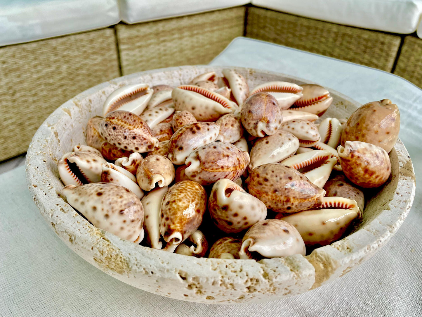 All Types COWRIE Cowry Shells Polished Shiny Spotted Lines 3/4" to 2" Seashells Crafts Jewelry Erosa Lynx Carneola Caurica Tan Beige Brown