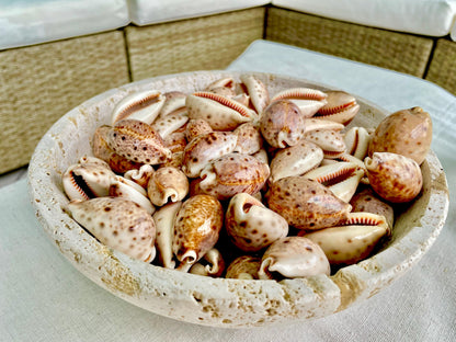 All Types COWRIE Cowry Shells Polished Shiny Spotted Lines 3/4" to 2" Seashells Crafts Jewelry Erosa Lynx Carneola Caurica Tan Beige Brown