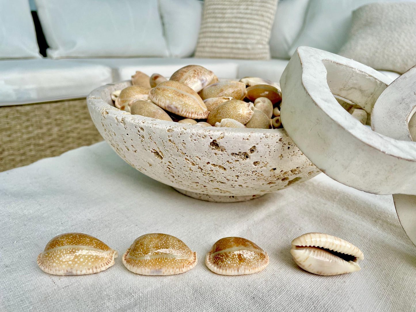 Polished Cowrie Shells 3/4"-2", Spotted Seashells for Crafts Jewelry