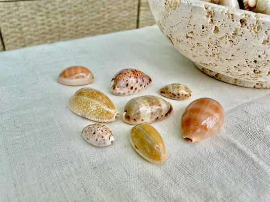 All Types COWRIE Cowry Shells Polished Shiny Spotted Lines 3/4" to 2" Seashells Crafts Jewelry Erosa Lynx Carneola Caurica Tan Beige Brown