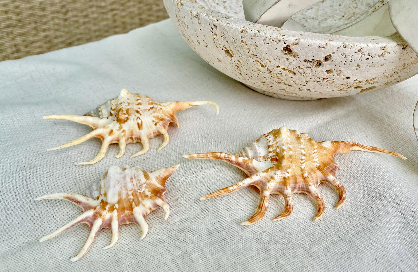 REAL Bright Orange Lambis Spider Conch Seashell 3-6" Long You Pick Size Coastal Beach Nautical Home Décor Crafts Collectables