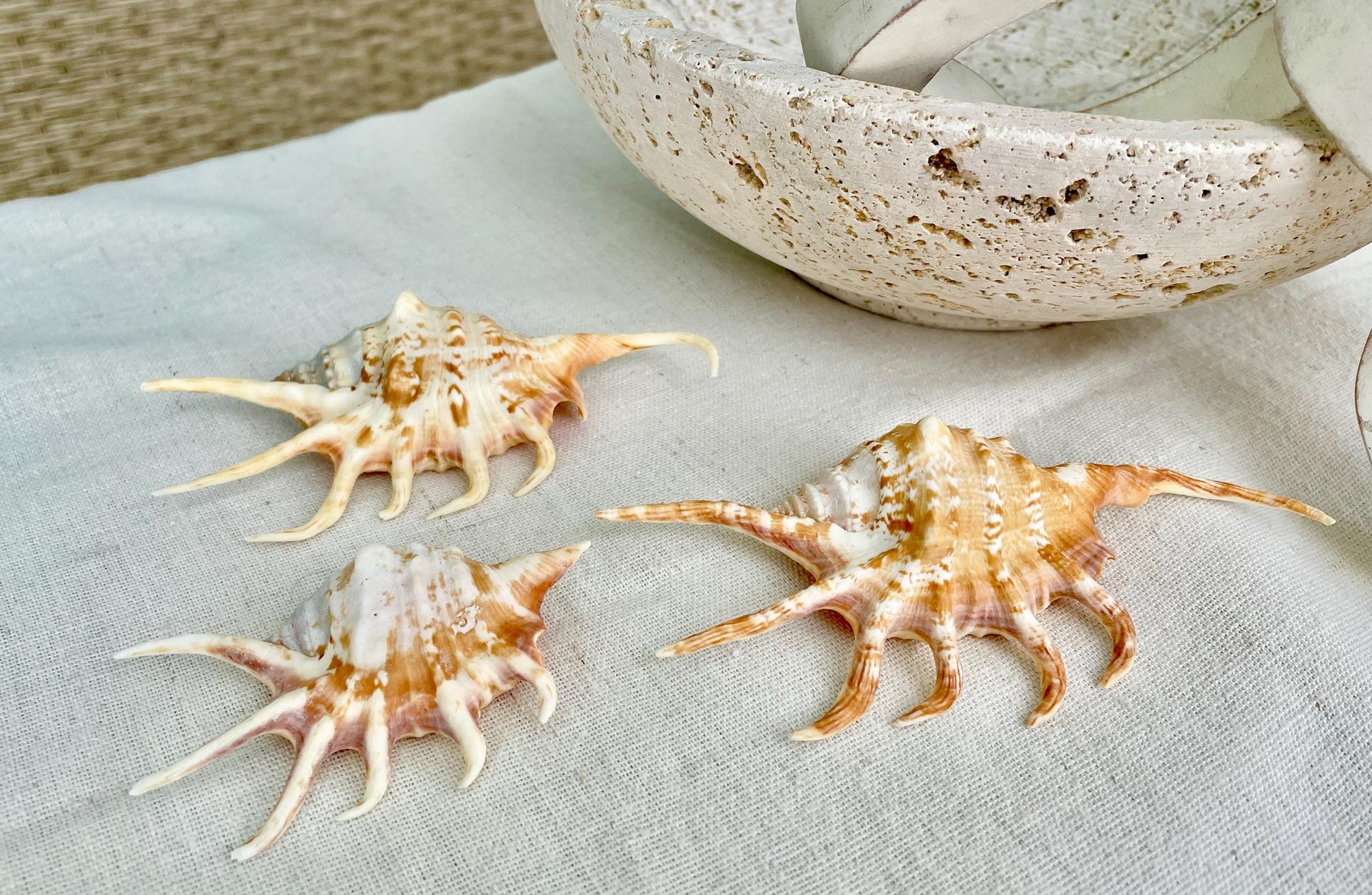 REAL Bright Orange Lambis Spider Conch Seashell 3-6" Long You Pick Size Coastal Beach Nautical Home Décor Crafts Collectables
