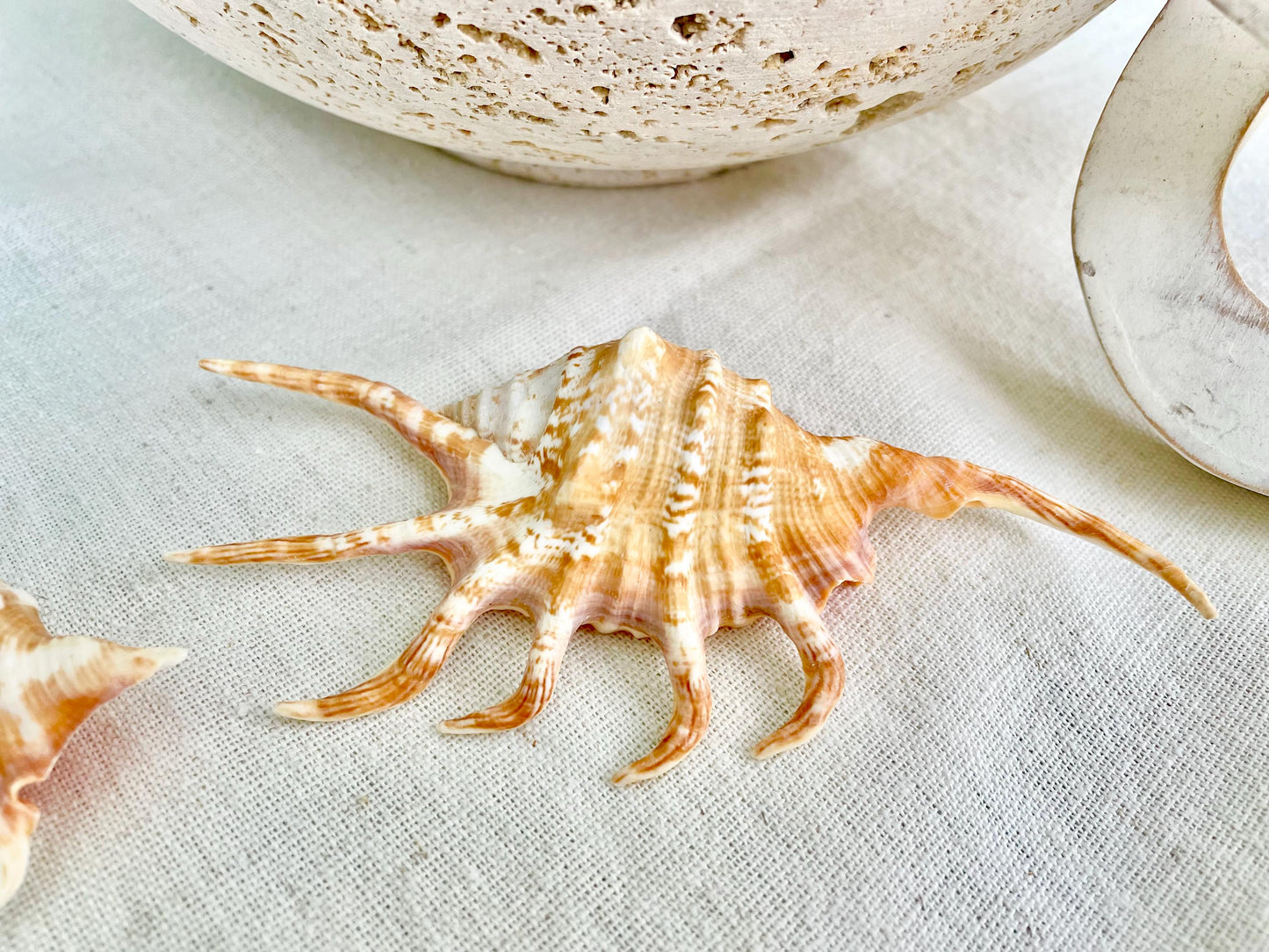 REAL Bright Orange Lambis Spider Conch Seashell 3-6" Long You Pick Size Coastal Beach Nautical Home Décor Crafts Collectables