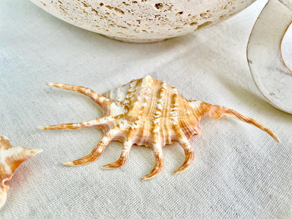 REAL Bright Orange Lambis Spider Conch Seashell 3-6" Long You Pick Size Coastal Beach Nautical Home Décor Crafts Collectables