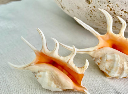 ORANGE SPIDER LAMBIS Shell *All Sizes* Natural Display Conch Seashell Crafts Coastal Beach Home Décor