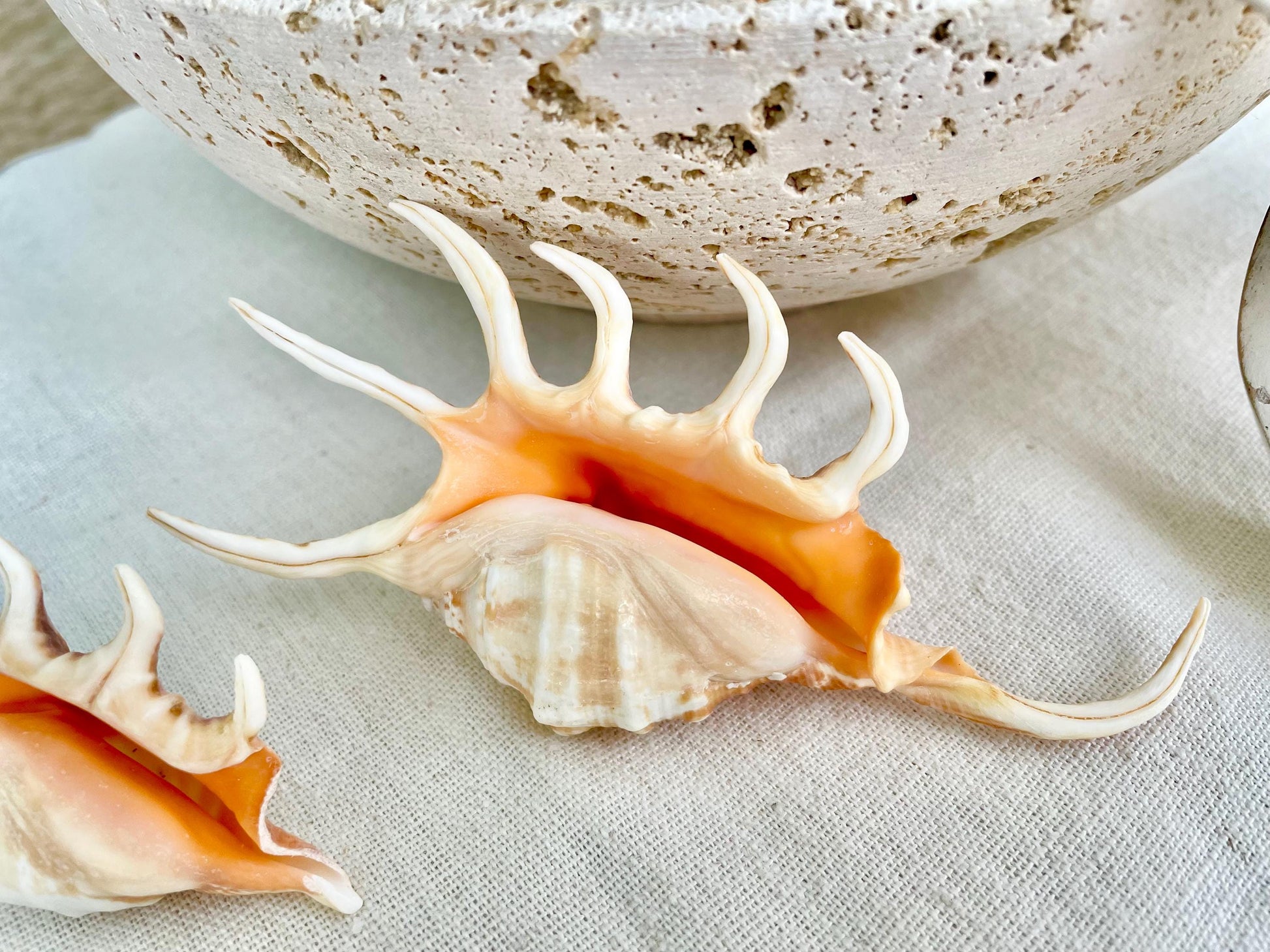 ORANGE SPIDER LAMBIS Shell: 4-5" Conch Seashell Crafts Coastal Beach Home Décor