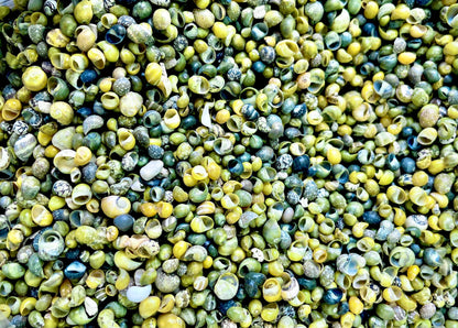 Tiny 1/4" Mongo Littorina Seashells YOU PICK Green or Yellow 4 and 8oz bags Coastal crafts Sailors Valentine Sea Shells