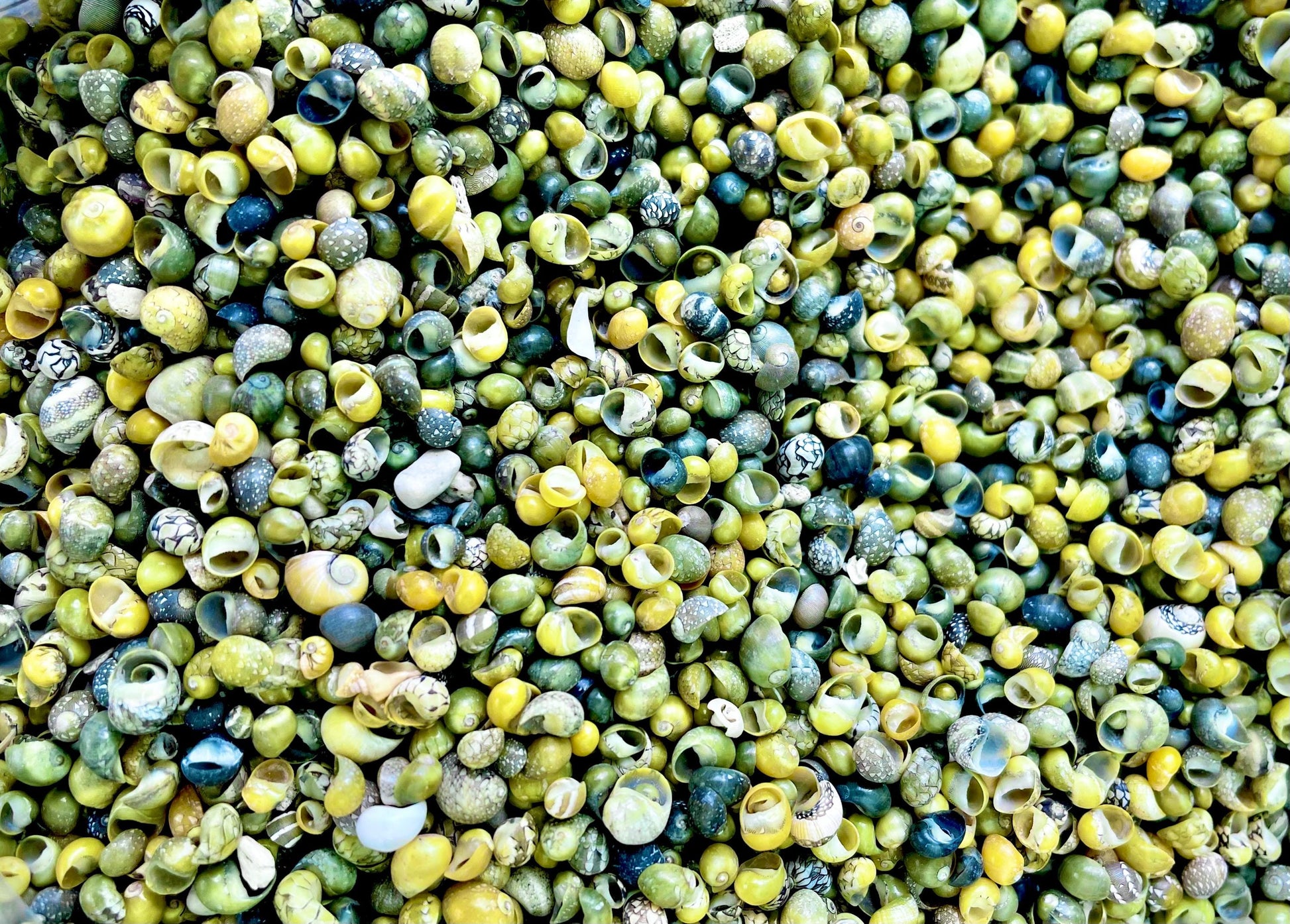 MONGO LITTORINA SHELLS *You Choose Color & Quantity* Tiny 1/4" Green Yellow Craft Seashells