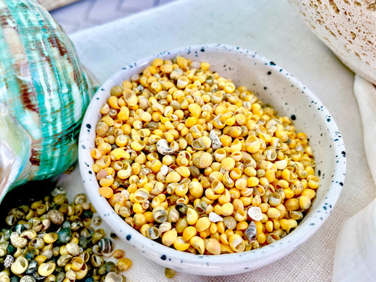 MONGO LITTORINA SHELLS *You Choose Color & Quantity* Tiny 1/4" Green Yellow Craft Seashells