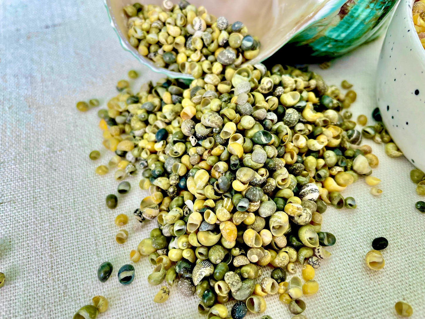 Tiny 1/4" Mongo Littorina Seashells YOU PICK Green or Yellow 4 and 8oz bags Coastal crafts Sailors Valentine Sea Shells