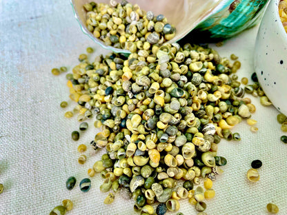 Tiny 1/4" Mongo Littorina Seashells YOU PICK Green or Yellow 4 and 8oz bags Coastal crafts Sailors Valentine Sea Shells