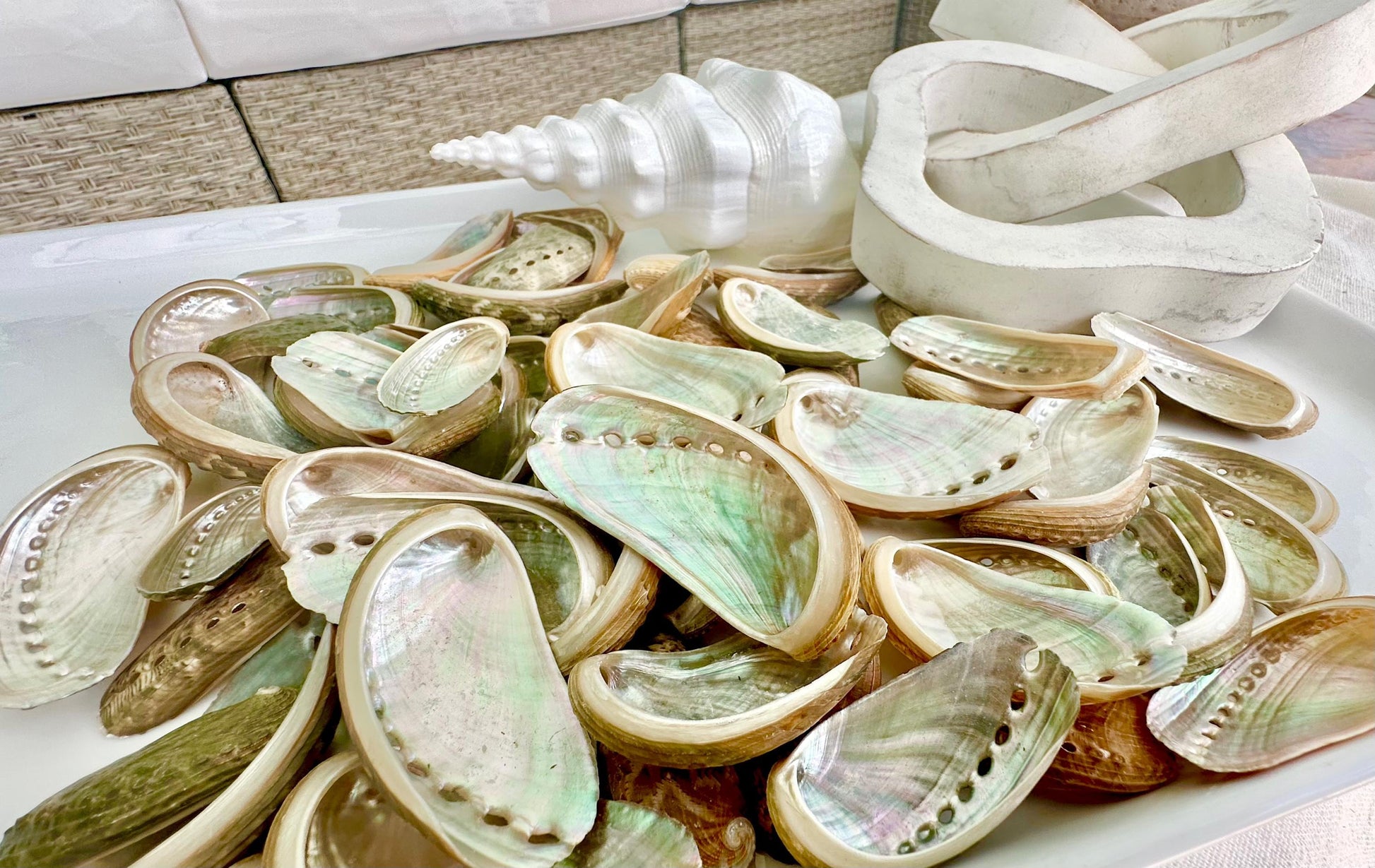 DONKEY EAR ABALONE Shells *You Choose Quantity* 1.5-3" Natural Green Silver Small Craft Seashells Coastal Mermaid Beach Décor