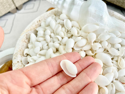 WHITE BUBBLE SHELLS *Sold By Kilo* .5-1" 1200Pc 2.2 Pounds Natural Small Craft seashells Coastal Beach Home Décor Wedding Supplies
