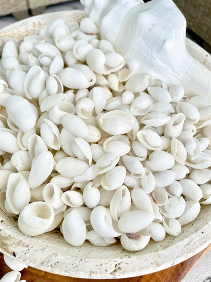 WHITE BUBBLE SHELLS *Sold By Kilo* .5-1" 1200Pc 2.2 Pounds Natural Small Craft seashells Coastal Beach Home Décor Wedding Supplies