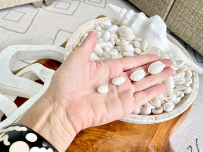 WHITE BUBBLE SHELLS *Sold By Kilo* .5-1" 1200Pc 2.2 Pounds Natural Small Craft seashells Coastal Beach Home Décor Wedding Supplies