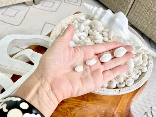 WHITE BUBBLE SHELLS *Sold By Kilo* .5-1" 1200Pc 2.2 Pounds Natural Small Craft seashells Coastal Beach Home Décor Wedding Supplies