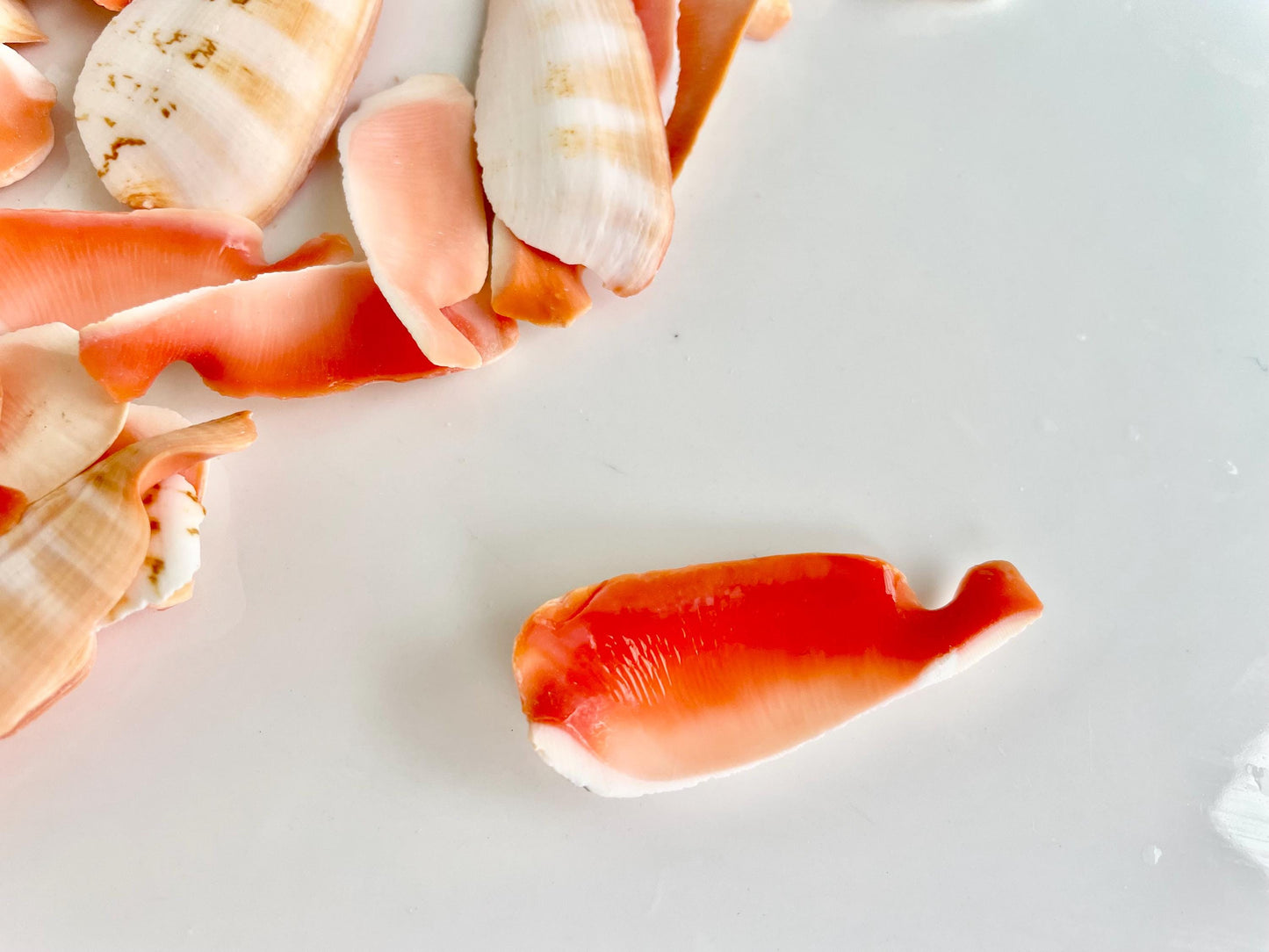 RED LIP SLICED Cut Shells *100 Slices* 1.5-2" Natural Colored Small Craft Seashells Strombus Coastal Beach Home Décor Bulk