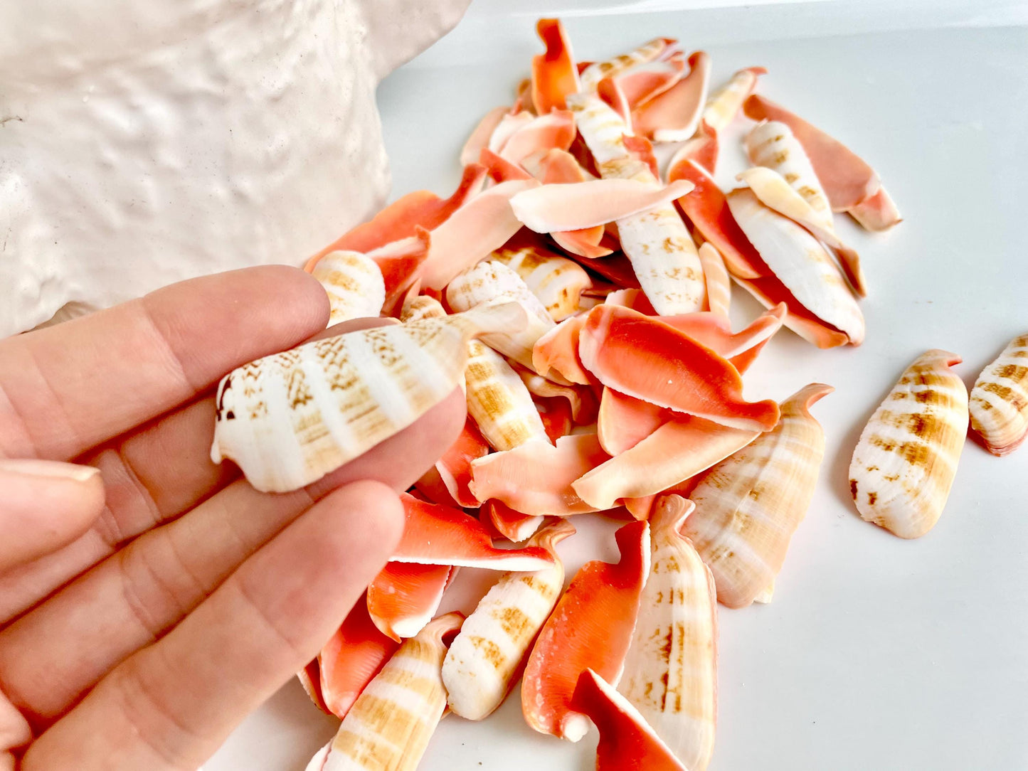 RED LIP SLICED Cut Shells *100 Slices* 1.5-2" Natural Colored Small Craft Seashells Strombus