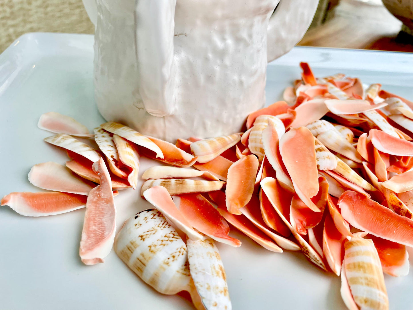 RED LIP SLICED Cut Shells *100 Slices* 1.5-2" Natural Colored Small Craft Seashells Strombus Coastal Beach Home Décor Bulk