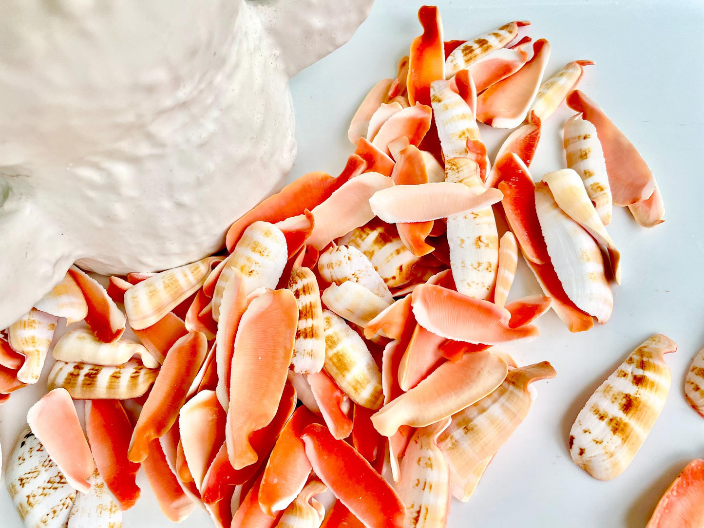 RED LIP SLICED Cut Shells *100 Slices* 1.5-2" Natural Colored Small Craft Seashells Strombus Coastal Beach Home Décor Bulk