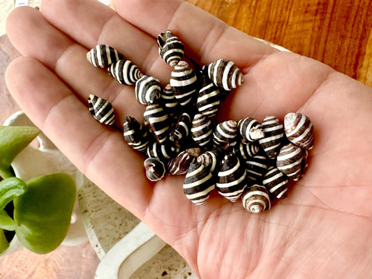 BEEHIVE BUMBLEBEE SHELLS *You Choose Quantity* 1/4-1/2" Natural Black White Striped Tiny Craft Seashells Beach Coastal Art Home Décor