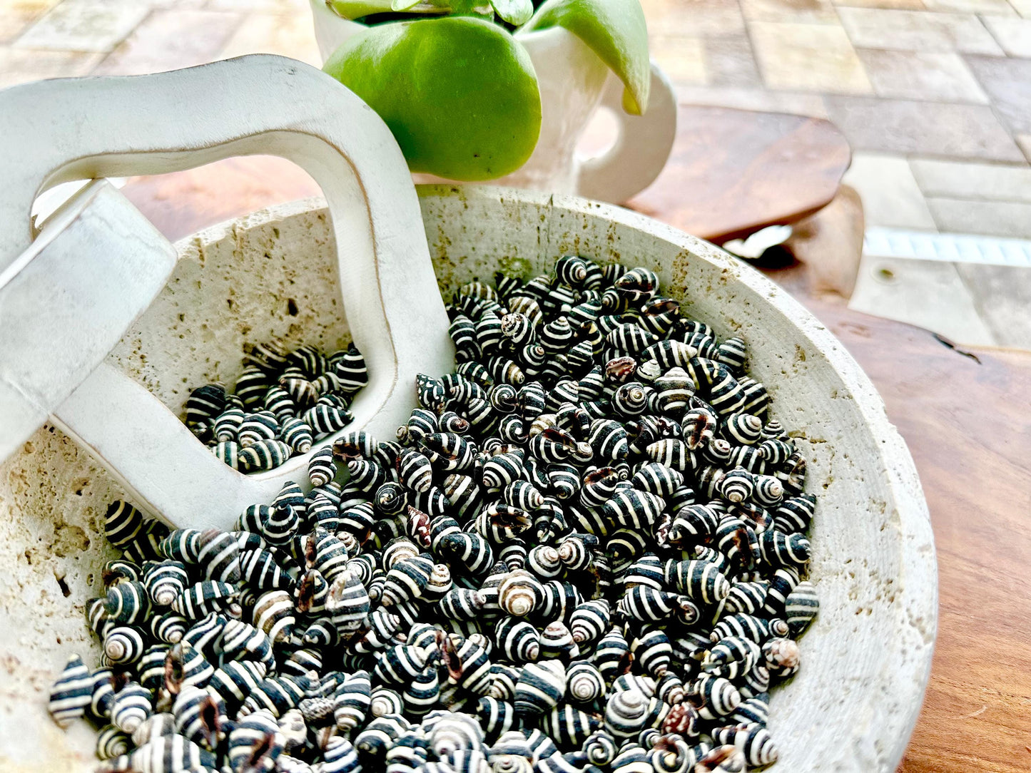 BEEHIVE BUMBLEBEE SHELLS *You Choose Quantity* 1/4-1/2" Natural Black White Striped Tiny Craft Seashells Beach Coastal Art Home Décor