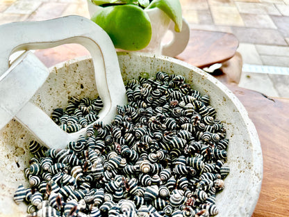 BEEHIVE BUMBLEBEE SHELLS *You Choose Quantity* 1/4-1/2" Natural Black White Striped Tiny Craft Seashells Beach Coastal Art Home Décor