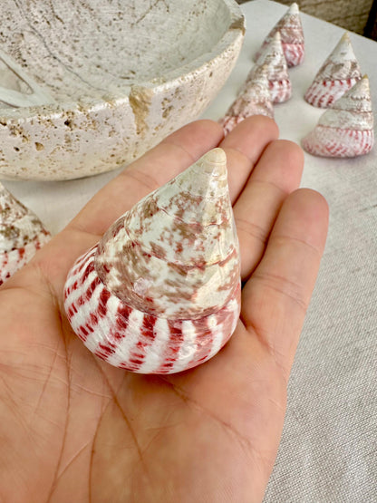 Set of 3 Strawberry Pink White Striped Pyramid Polished Trochus Top Seashell 2-2.5" Display Home Beach Nautical Décor Crafts Art