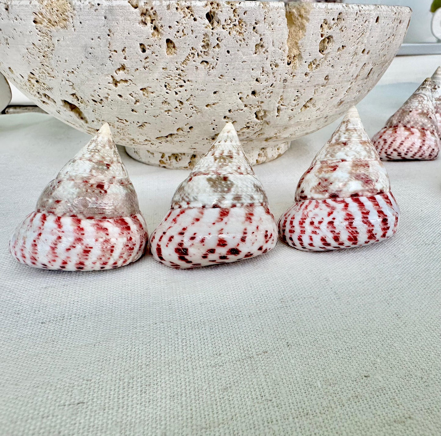 Set of 3 Strawberry Pink White Striped Pyramid Polished Trochus Top Seashell 2-2.5" Display Home Beach Nautical Décor Crafts Art