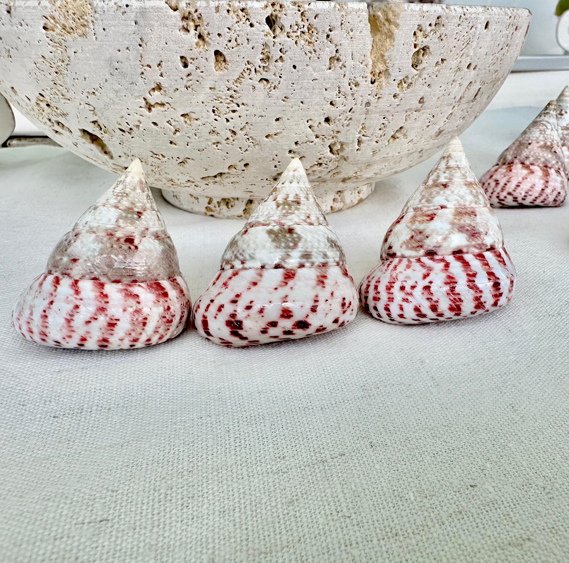 Set of 3 Strawberry Pink White Striped Pyramid Polished Trochus Top Seashell 2-2.5" Display Home Beach Nautical Décor Crafts Art