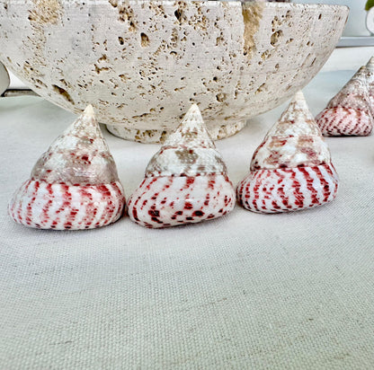 Set of 3 Strawberry Pink White Striped Pyramid Polished Trochus Top Seashell 2-2.5" Display Home Beach Nautical Décor Crafts Art