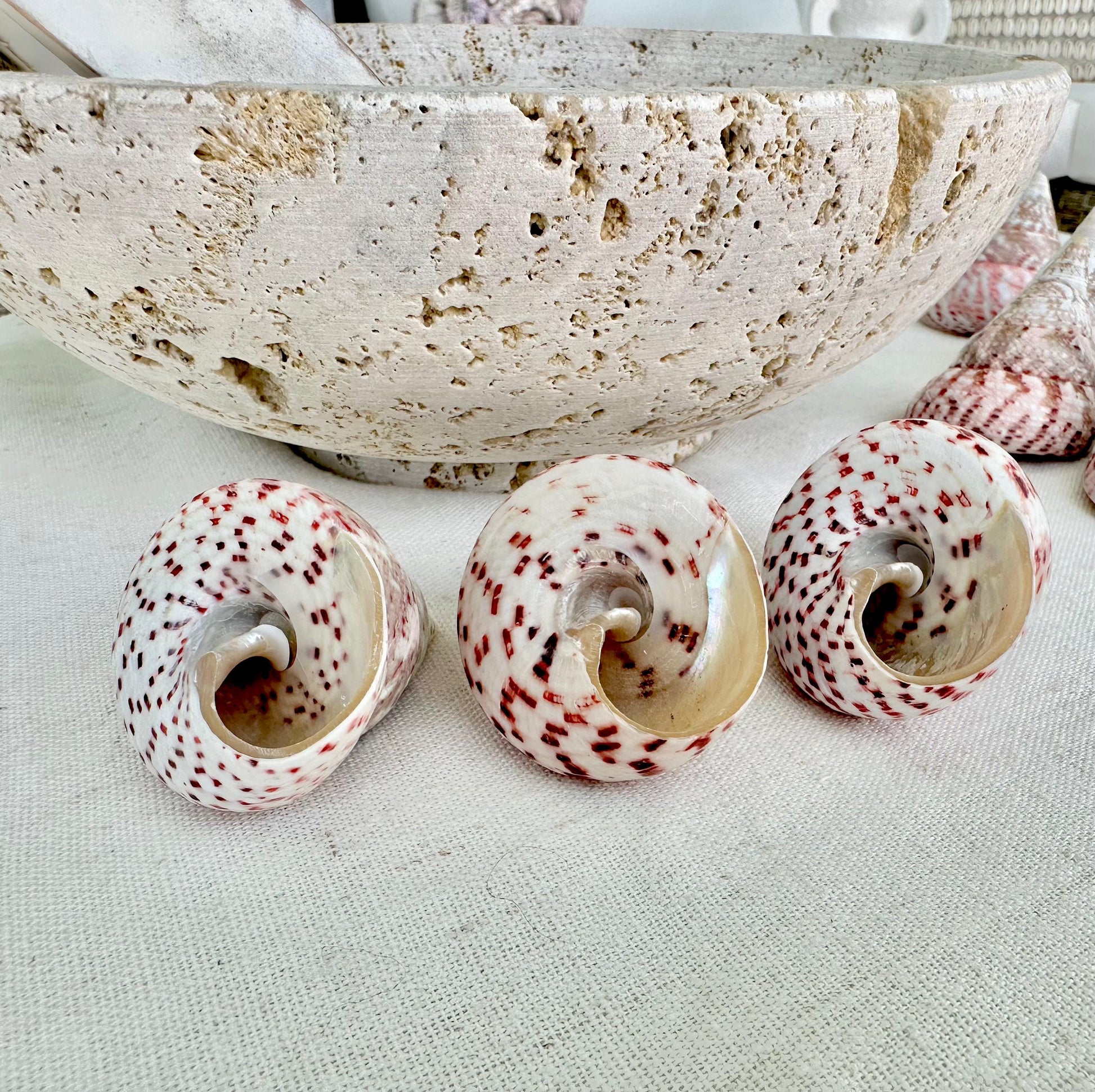 Set of 3 Strawberry Pink White Striped Pyramid Polished Trochus Top Seashell 2-2.5" Display Home Beach Nautical Décor Crafts Art