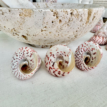 Set of 3 Strawberry Pink White Striped Pyramid Polished Trochus Top Seashell 2-2.5" Display Home Beach Nautical Décor Crafts Art