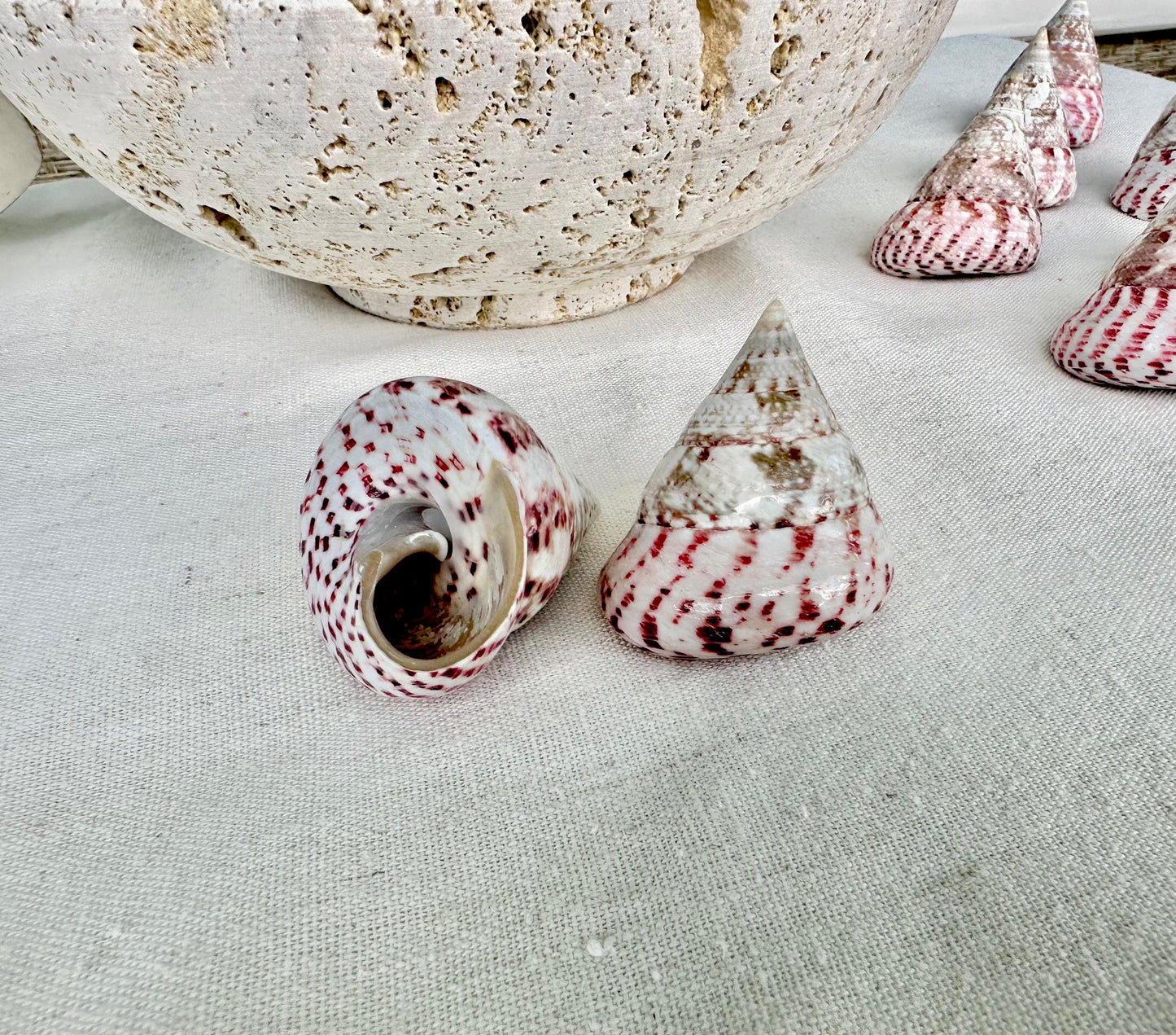 Set of 3 Strawberry Pink White Striped Pyramid Polished Trochus Top Seashell 2-2.5" Display Home Beach Nautical Décor Crafts Art