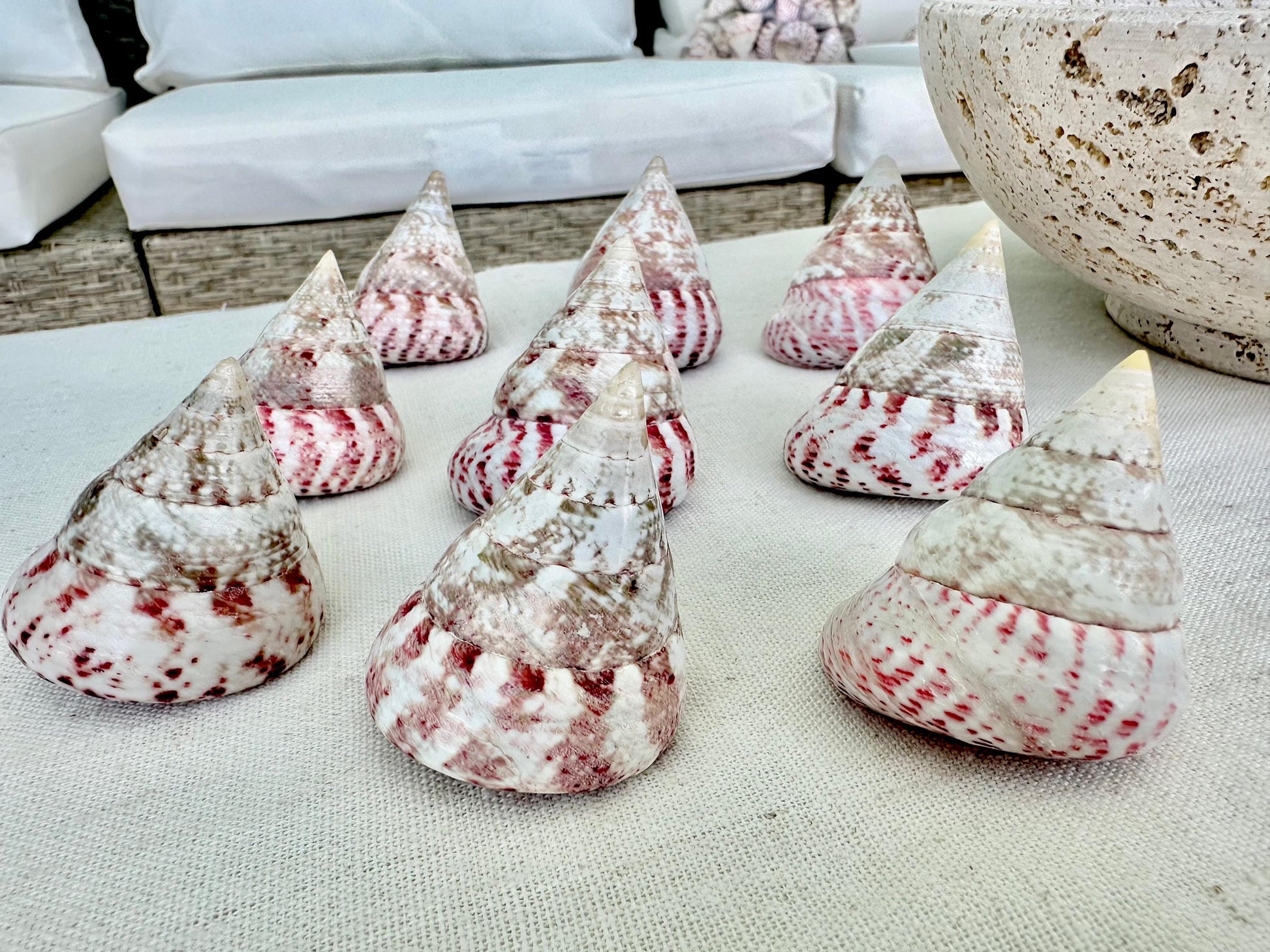 Set of 3 Strawberry Pink White Striped Pyramid Polished Trochus Top Seashell 2-2.5" Display Home Beach Nautical Décor Crafts Art
