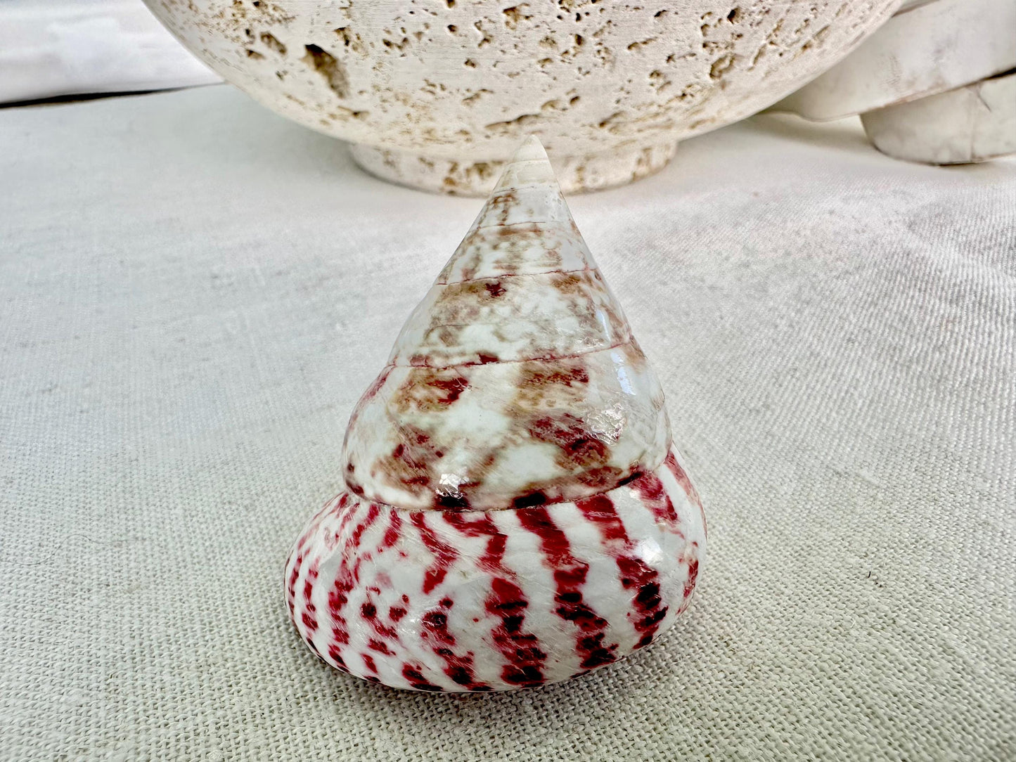 Set of 3 Strawberry Pink White Striped Pyramid Polished Trochus Top Seashell 2-2.5" Display Home Beach Nautical Décor Crafts Art
