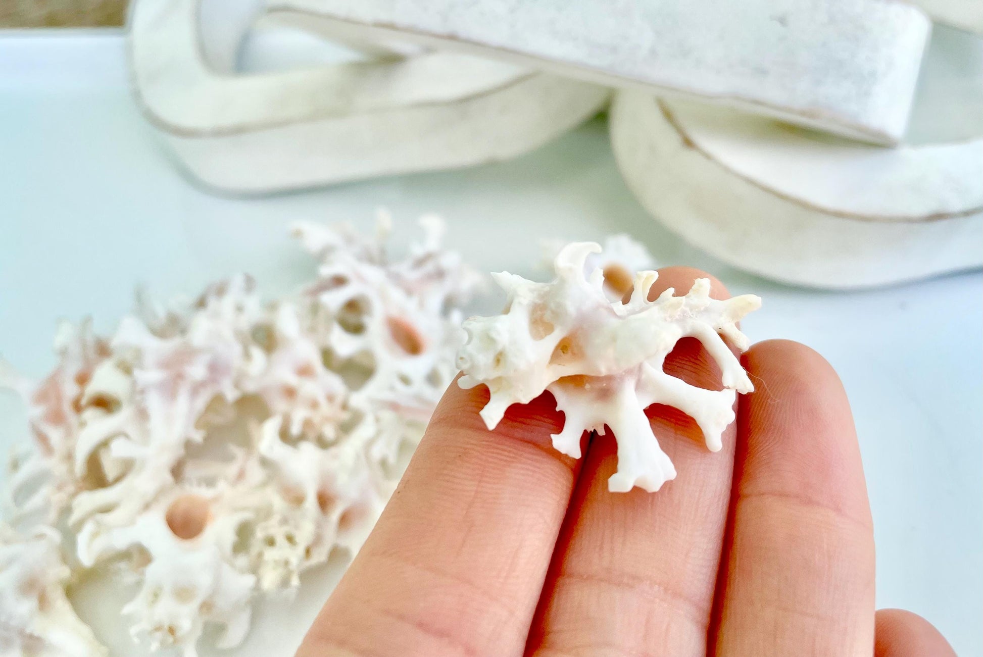 100% Natural REAL Homalocantha anatomica Zamboi Murex 1.5-2" Knobby Sea Shell Seashell Collectors Display Coastal Décor White Pink