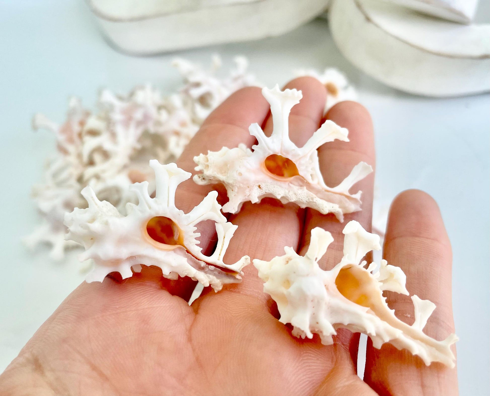 100% Natural REAL Homalocantha anatomica Zamboi Murex 1.5-2" Knobby Sea Shell Seashell Collectors Display Coastal Décor White Pink