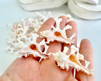 100% Natural REAL Homalocantha anatomica Zamboi Murex 1.5-2" Knobby Sea Shell Seashell Collectors Display Coastal Décor White Pink