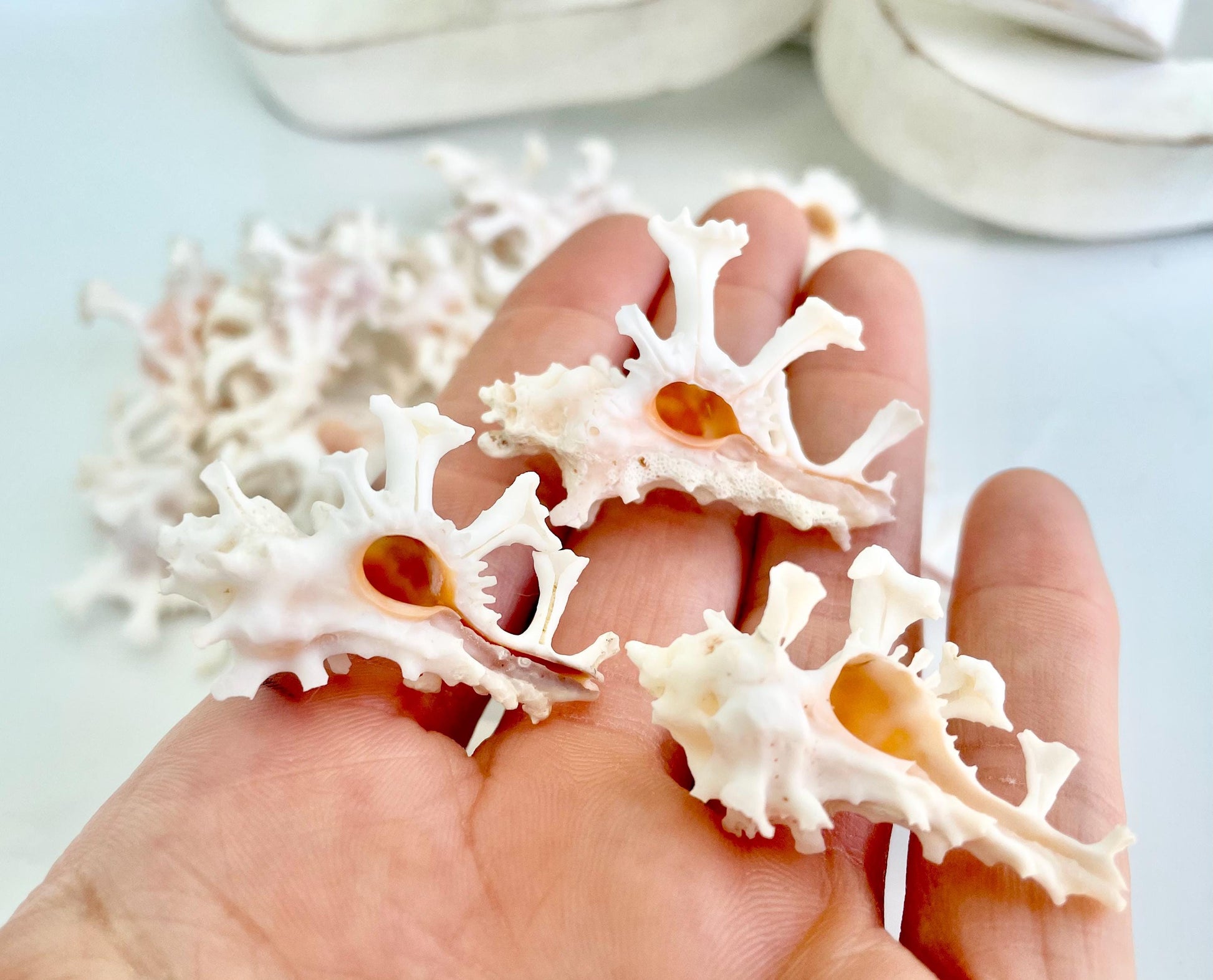 Zamboi Murex Shell: 1-2" *You Choose Size* White Pink Rare Display Seashell