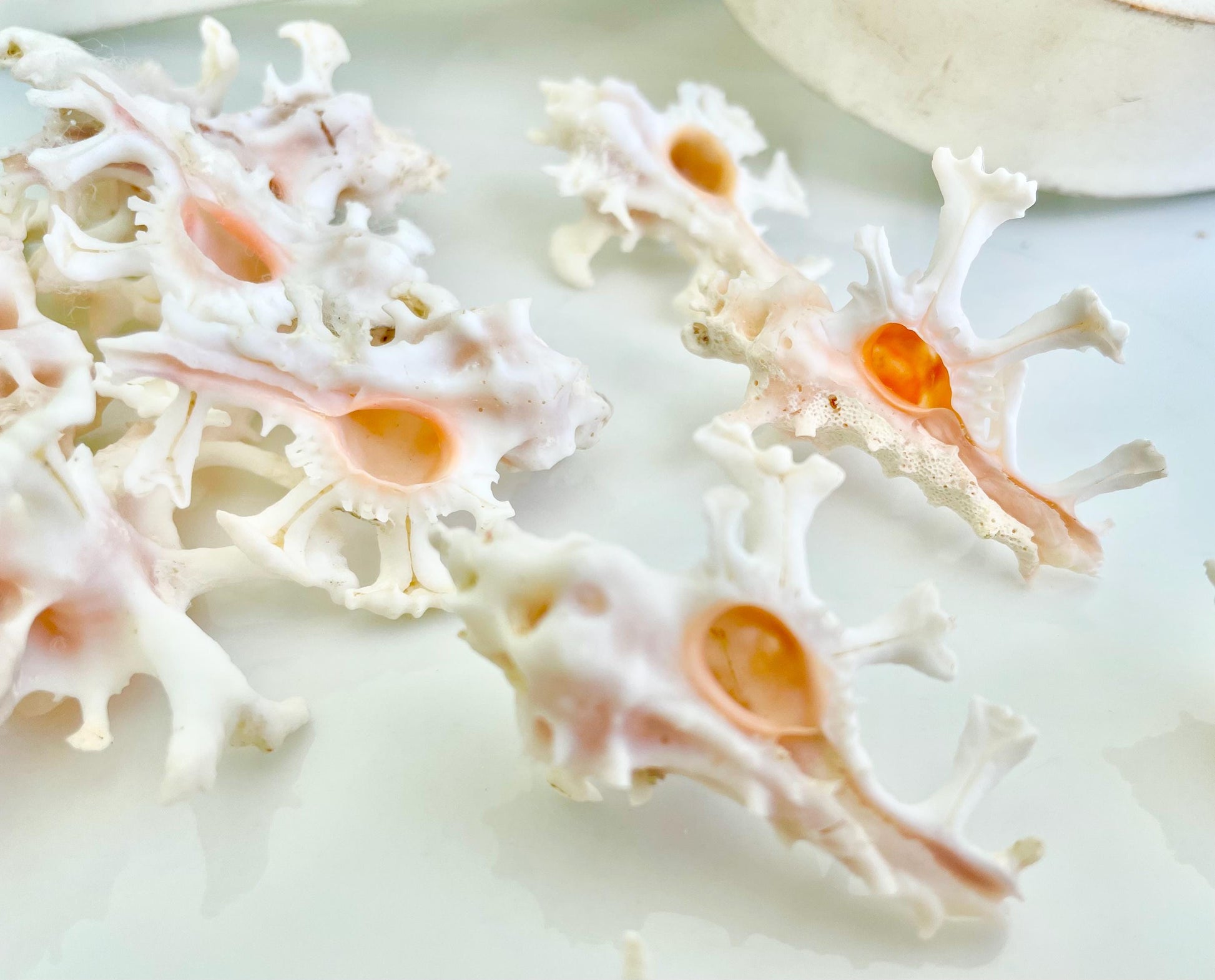 Zamboi Murex Shell: 1-2" *You Choose Size* White Pink Rare Display Seashell