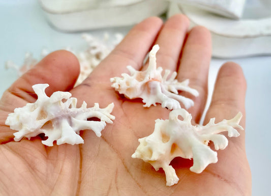 HOMALOCANTHA ANATOMICA ZAMBOI Murex Shell 1.5-2" Knobby White Pink Rare Display Seashell