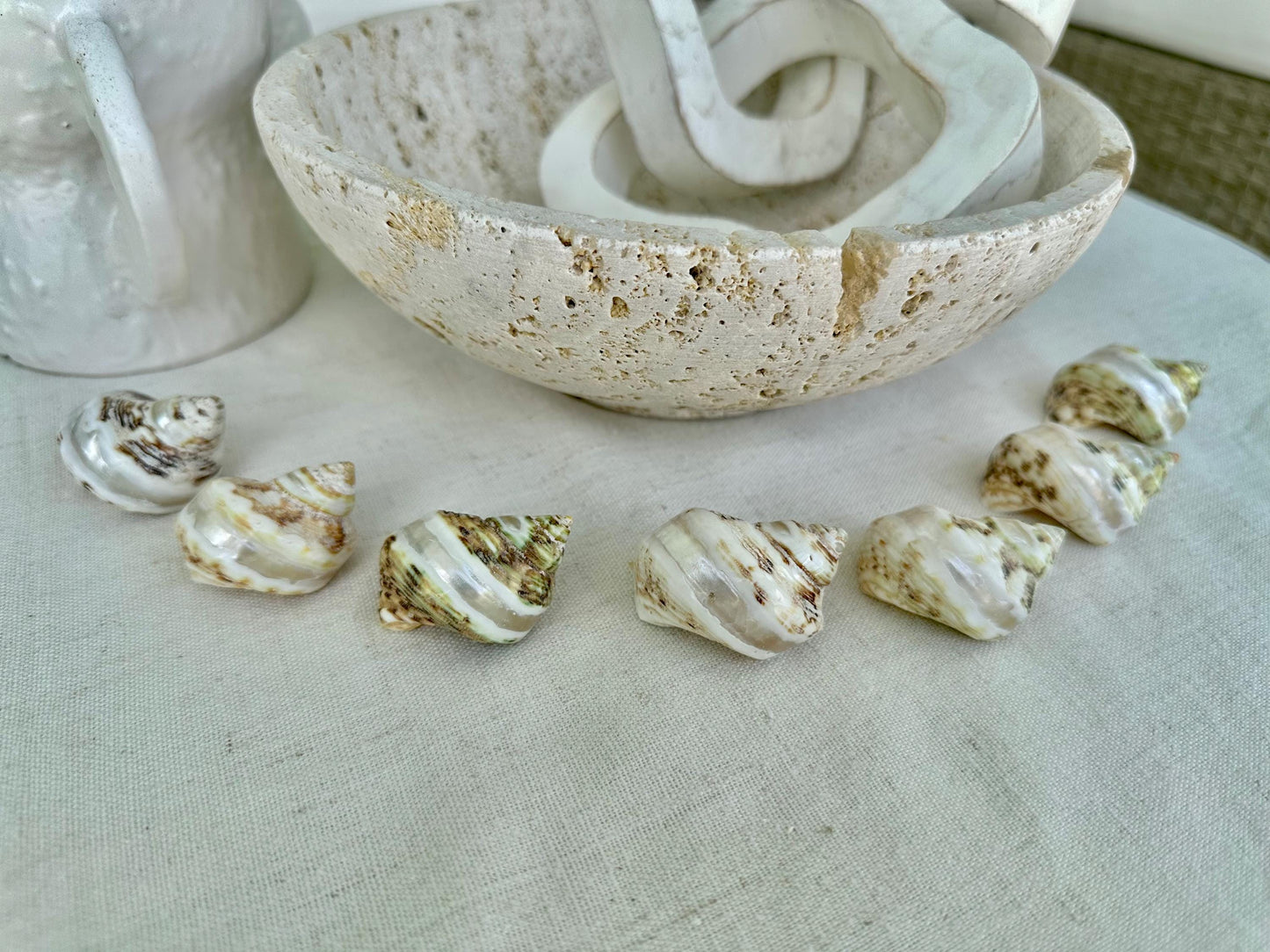 1.5-2" Shells Set of 3 Polished Banded Goldmouth Turbo Seashells Opening .75-1" Display Home Nautical Natural Décor Hermit Crab