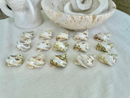 GOLDMOUTH TURBO SHELLS *1.5-2" Set of 3 * Banded Hermit Crab Seashells Opening .75-1"