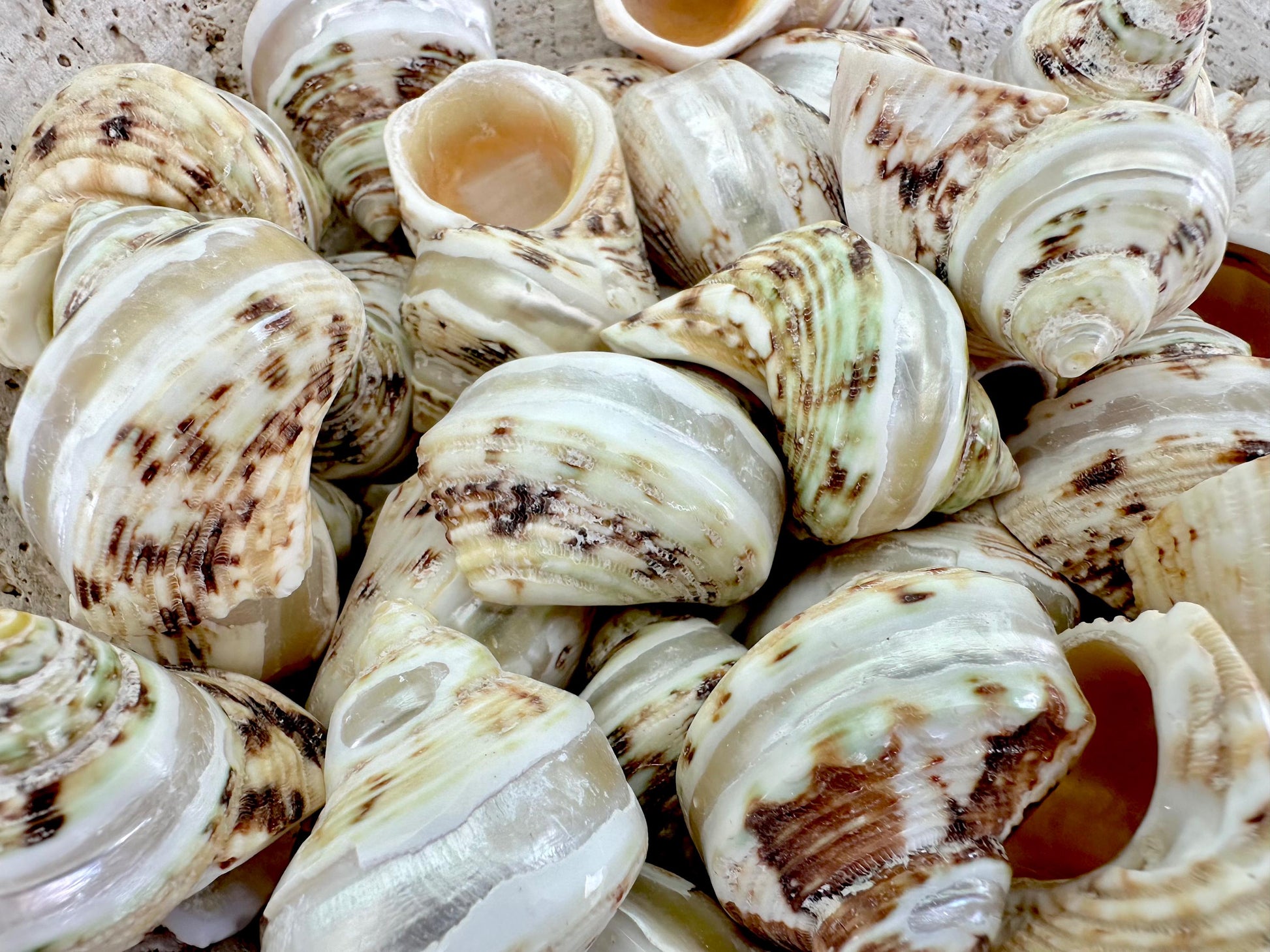 1.5-2" Shells Set of 3 Polished Banded Goldmouth Turbo Seashells Opening .75-1" Display Home Nautical Natural Décor Hermit Crab