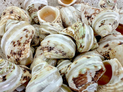 1.5-2" Shells Set of 3 Polished Banded Goldmouth Turbo Seashells Opening .75-1" Display Home Nautical Natural Décor Hermit Crab