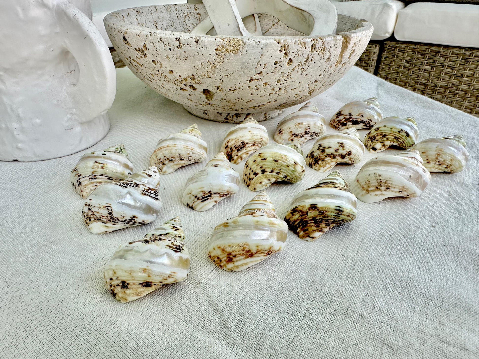 1.5-2" Shells Set of 3 Polished Banded Goldmouth Turbo Seashells Opening .75-1" Display Home Nautical Natural Décor Hermit Crab